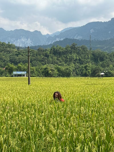The image displays a serene rural landscape in Ngọc Đường Commune, Vietnam, featuring a expansive rice field against a backdrop of mountains and an overcast sky.
In the foreground and mid-ground, a vibrant green rice field dominates the lower half of the frame. The rice plants are tall and lush, with many showing light green and yellowish grains, indicating they are ripening. Partially visible on the right side, emerging from the rice stalks, is a person with long, dark, curly hair, looking towards the viewer. A flash of red fabric is visible on their shoulder or arm.
A prominent tall, wooden utility pole with multiple wires stands vertically in the mid-ground on the left. Behind the rice field and the pole, a dense, verdant forest covers the lower slopes of hills and mountains. Tucked into this tree line, a small, two-story house with a distinctive blue roof is visible.
The background features multiple layers of majestic mountains. The closest range is covered in dark green foliage, while successive ranges fade into softer shades of blue and gray, showcasing atmospheric perspective as they recede into the distance. The sky is overcast with soft, diffused clouds, suggesting a gentle, even light, likely in the late morning or early afternoon. The scene depicts a tranquil and agricultural setting, characteristic of the Vietnamese countryside. No text is visible in the image.