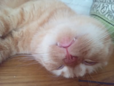 An orange cat is lying on its back on a wooden surface, with its head tilted back and its mouth slightly open, revealing its teeth and pink tongue. The cat's fur is soft and fluffy, and its eyes are partially closed. The background is blurred, but appears to be a light-colored wall and some decorative elements. The image is taken from a close-up perspective, focusing on the cat's face.