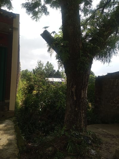 This image captures an outdoor scene in Cibodas, Indonesia, depicting a large tree positioned centrally in the foreground, flanked by architectural elements and dense vegetation. The tree possesses a thick, dark, textured trunk and branches, hosting numerous green ferns growing epiphytically. To the left, a segment of a building is visible, featuring a light-colored (cream or pale yellow) wall section, a darker reddish-brown portion, and a dark green door set within an alcove. A dark-tiled roofline of this structure is partially visible against a bright, overcast sky.

A concrete or paved pathway extends from the lower left towards the mid-ground, showing some discoloration and minor debris near the base of the large tree. Beyond the tree and the pathway, a dense expanse of green bushes, shrubs, and smaller trees dominates the mid-ground. Further in the background, partially obscured by the foliage, a structure with a corrugated metal roof, possibly made of tin or zinc, is discernible. To the right of the large tree, a dark brick wall fragment, possibly a boundary wall, features light-colored graffiti, including discernible letters such as "TA" and "SCRA." No individuals are present, and no actions or interactions are depicted. The scene is illuminated by ambient daylight, suggesting an outdoor environment.