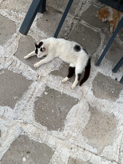 In the city of Rusokastro, Bulgaria, two cats are resting on a paved outdoor area. A black and white cat is lying stretched out on its side, facing left. Its eyes are closed, and its body is extended with its paws touching the ground. A patch of black fur is visible on its head, and a larger black spot is on its back. The cat's tail is dark and bushy.

To the right, partially obscured by the legs of a dark metal chair, an orange tabby cat is also sleeping. It is curled up on its side, facing away from the viewer. Its eyes are closed, and its ears are relaxed.

The ground beneath the cats is composed of irregular concrete slabs of varying shades of gray and white, with visible cracks and rough textures. The legs of a dark metal chair are visible in the foreground and middle ground, casting shadows on the pavement. The scene appears to be an outdoor seating area, possibly at a cafe or restaurant.