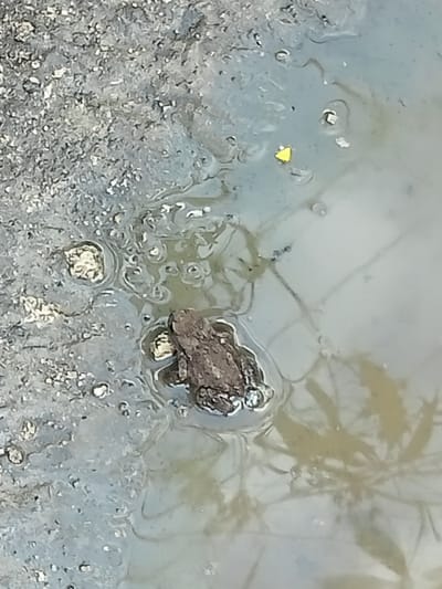 The image shows a frog partially submerged in murky water. The frog is brown and appears to be resting. The water is shallow and appears to be mixed with mud and gravel, suggesting a natural or semi-natural environment such as a puddle, pond edge, or shallow stream. Some small stones and debris are visible in the water and on the adjacent ground, which is a mix of grey gravel and mud. There is a small yellow object, possibly a piece of debris or a leaf, floating in the water to the left of the frog. The lighting is diffused, suggesting it could be daytime with overcast skies or the image was taken in shade. There is no text visible in the image. The overall scene conveys a sense of a natural, possibly rural, environment.