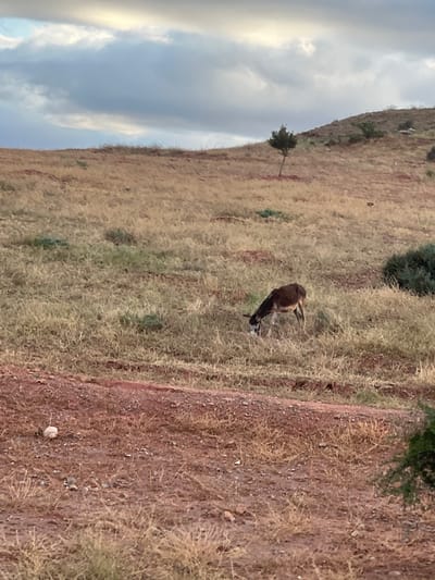 A landscape photograph taken in Ait Mazigh, Morocco depicts a hillside with sparse vegetation. The sky is overcast with gray and white clouds. A brown animal, possibly a horse or donkey, stands in the middle ground. A single tree is visible on the left side of the frame, situated on the hillside. A dirt road runs along the right side of the frame.