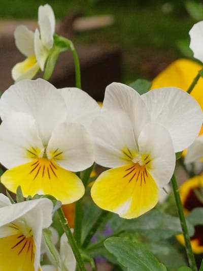 This media file features a close-up, low-angle shot of several white and yellow pansies in bloom, likely in a garden setting in Vārzas, Latvia. The flowers are the primary subjects, with two prominent pansies in the foreground. The pansy on the left is mostly white with a yellow center, while the one below it is a mix of white and vibrant yellow, both exhibiting thin, dark red veins radiating from the center. Other pansies, some entirely yellow, are visible in the background, slightly out of focus, adding depth to the composition. Green foliage and stems are interspersed among the flowers, suggesting a natural, outdoor environment. The lighting appears soft, indicating it could be daytime, possibly early morning or late afternoon, with no specific weather conditions being evident. The overall impression is one of natural beauty and the delicate charm of blooming flowers. No people, text, or specific events are depicted.
