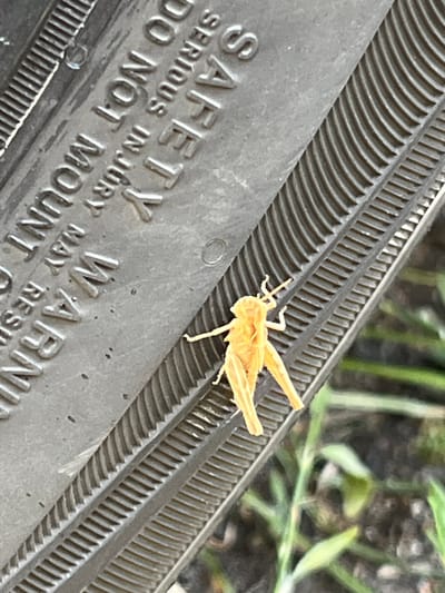 A light orange grasshopper is perched on a tire. The tire has embossed text on it, reading "SAFETY SERIOUS INJURY DO NOT MOUNT MAY RESU". The grasshopper is facing left, with its legs extended. The background is blurred green grass and dark soil. The scene is likely outdoors, given the grass and soil. The specific location in Kawęczynek, Poland, is not discernible from the image itself.