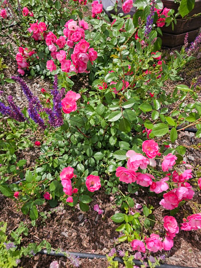 The image shows a close-up view of a rose bush with vibrant pink flowers and green foliage, set against a backdrop of wood mulch. Some purple flowers, possibly lavender or salvia, are interspersed with the roses, adding a touch of contrasting color to the scene. The flowers appear to be in full bloom, suggesting a warm, sunny day. The lighting indicates it might be daytime, likely during the late morning or afternoon, given the brightness and the shadows cast by the leaves and flowers. The ground is covered in dark, textured wood mulch, typical of a garden setting. A dark, possibly black, irrigation tube is partially visible running through the mulch. In the upper left corner, a dark wooden fence or structure can be seen, providing a glimpse of the surrounding environment. The overall impression is one of a well-maintained garden in its prime blooming season. There is no visible text in the image.