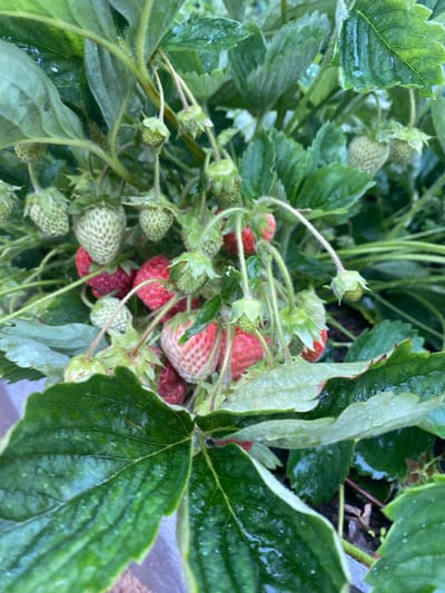 The image shows a close-up of a strawberry plant with several strawberries in various stages of ripeness, some green and unripe, others partially red and some fully ripe. The leaves are dark green and appear to be wet, with water droplets visible on their surfaces. The strawberries are clustered together on thin stems, surrounded by lush green foliage. The overall impression is one of a healthy, growing strawberry patch, likely in a garden or a field, with the natural lighting suggesting an outdoor setting. The specific location within Малое Верево, Russia, is not discernible from the image itself, as it focuses solely on the plant.