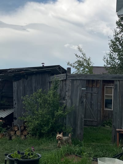This image depicts a rustic outdoor scene likely in Kovriga, Russia, characterized by weathered wooden structures and overgrown vegetation. In the foreground, a small terrier-type dog stands attentively in tall grass, with a potted plant containing purple flowers to its left. Behind the dog, a dilapidated wooden shed or outbuilding dominates the frame, its gray planks showing significant signs of age and wear. A bush with lush green leaves grows to the left of the shed's entrance. Stacked logs are visible to the far left of the outbuilding. The sky above is overcast with dramatic cloud formations. To the right of the shed, a portion of another building with a brown, tiled roof is visible, and a glimpse of a wooden table and chair can be seen. The overall impression is one of rural simplicity and the passage of time.