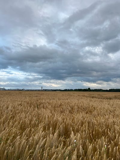 The image captures a wide view of a ripe wheat field under a cloudy sky. In the distance, beyond the field, a collection of industrial buildings is visible, including silos and a tall tower. A line of trees forms the horizon behind the structures. The foreground is dominated by the golden hues of the wheat stalks, which are densely packed and appear to be swaying slightly. The sky is overcast with heavy, gray clouds, suggesting a potential for rain. The location is identified as Kalodziezhski Selski Sovet, Belarus.