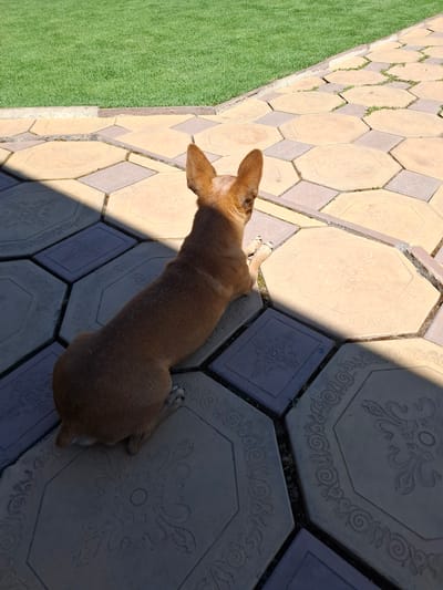 A small, tan-colored dog is seen from behind, lying down on a paved patio area. The patio is made of octagonal and square tiles in light yellow and grey, with decorative patterns etched into some of them. The dog is positioned on the grey tiles, with its body stretching towards the right side of the frame. Sunlight casts a sharp shadow from an unseen object onto the patio, creating a stark contrast between the illuminated and shaded areas. To the upper left of the patio, a neatly manicured green lawn is visible, separated by a narrow concrete border. The scene appears to be outdoors, likely in a backyard or courtyard, possibly in the city of Kara-Balta, Kyrgyzstan, given the context provided.