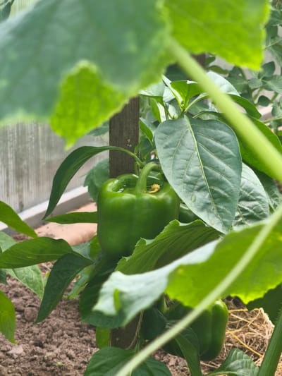 In Kady, Russia, an image captures a close-up view of a ripening green bell pepper plant growing in a greenhouse. The pepper, a vibrant green, hangs from a stem, supported by a wooden stake. Lush green leaves surround the pepper, some partially obscuring the view. The soil below is visible, with straw scattered on the surface. In the background, the transparent walls of the greenhouse can be seen. The lighting suggests it is daytime.