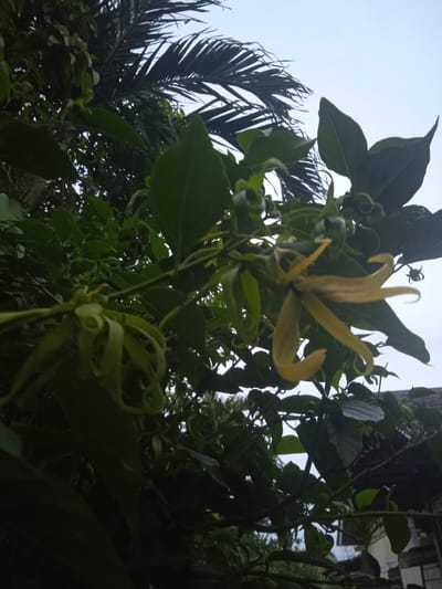 The media file depicts a close-up view of a yellow flower with thin, elongated petals, blooming among lush green foliage. The flower's petals are curled and twisted, giving it a delicate and intricate appearance. It is attached to a thin stem, with other unopened buds and green leaves surrounding it. In the background, a palm frond is visible against a bright, overcast sky, suggesting an outdoor setting in a tropical or subtropical climate. The overall scene is one of natural beauty, with the focus on the unique form and color of the flower. The lighting suggests it could be daytime, possibly during cloudy weather. There are no people, text, or specific events indicated in the image. The image's context is Meunasahblang, Indonesia, which aligns with the presence of tropical flora.