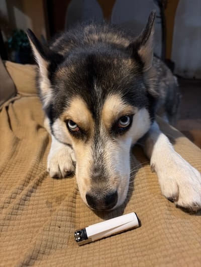 A husky dog with striking blue eyes lies on a tan surface. The dog's fur is a mix of gray, black, and white. A small, white electronic device rests beside the dog's snout. The angle gives a close-up view of the dog's face.