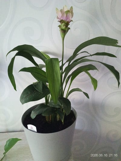 A potted plant with green leaves and a pink and green flower spike sits on a table against a wall with a swirling pattern. A small white tag is visible in the pot. A date stamp in the lower right corner reads "2026.06.16 21:16". There is no information about the location in Beringen, Belgium.