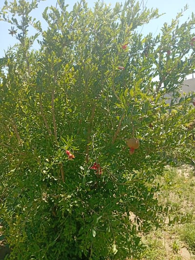 A pomegranate tree with green leaves and branches is centered in the frame, under a clear blue sky. The tree has a few red flowers and one partially ripe pomegranate visible. The background shows dry ground with some sparse vegetation and a light-colored building on the right side. The scene appears to be outdoors, possibly in a garden or yard in Seýdi, Turkmenistan, given the dry soil and vegetation indicative of a warm climate. There are no people or animals present in the image.