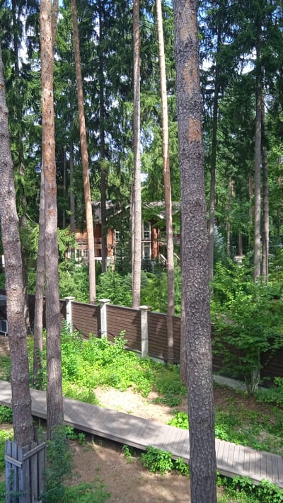 The image depicts a wooded area with a residential building visible in the background, nestled among tall pine trees. A wooden fence with concrete posts separates the foreground from the background, and a wooden boardwalk runs through the scene. The overall environment suggests a natural, possibly suburban or rural setting. The specific location is identified as Сосны, Russia. There are no people visible in the image, and no discernable actions or interactions are taking place. The focus is on the natural landscape and the architectural elements within it.