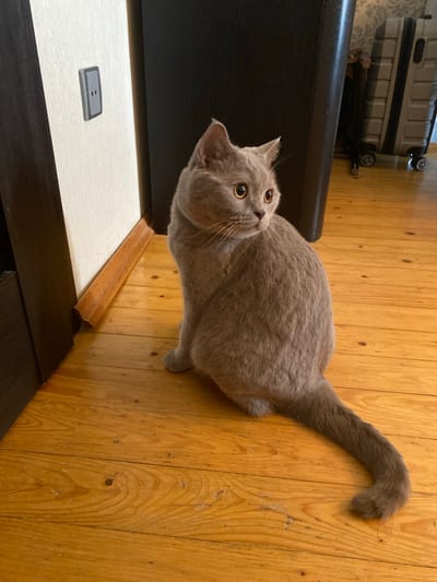 A light gray, short-haired cat is sitting on a wooden floor, facing to the right of the frame. The cat has large, round, orange eyes and alert ears. The tail is curved. The background shows a light-colored wall with a gray electrical outlet on the left, and a dark upright object that appears to be furniture on the right. Further in the background on the right, a light-colored suitcase with wheels is visible. The flooring is made of polished wooden planks. The image appears to be taken indoors, possibly in a residential setting. The location is not specified in the image itself, so it cannot be determined that it is in the city of Bakikhanov, Azerbaijan.