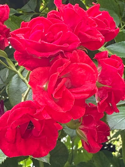 A close-up, slightly blurred shot shows a cluster of vibrant red roses in full bloom. The roses fill most of the frame, with their velvety petals unfurling in various stages of opening. Some roses are tightly budded, while others are fully open, revealing delicate layers of petals. Lush green leaves are visible in the background, providing a natural setting for the flowers. The lighting suggests it is daytime, with soft sunlight illuminating the blossoms. The overall mood is one of natural beauty and tranquility. No people, text, or specific events are depicted. The location context provided indicates Staryi Aidar, Ukraine, though no explicit cues within the image confirm this.