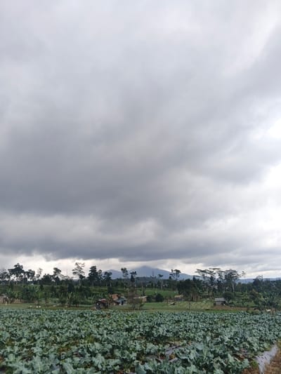 This image depicts an expansive agricultural landscape in Ngọc Tụ, Vietnam, under a heavily overcast sky. The foreground features a large field of cultivated green, leafy plants, likely a brassica variety such as cabbage or broccoli, arranged in discernible rows. Black plastic mulch is visible on the soil surface between and around many of the plants. In the midground, a line of varied trees, some tall and slender, others with broader canopies, separates the immediate crop field from further cultivated areas and several small, utilitarian structures. These structures, possibly farm buildings or residences, possess light-colored walls and dark roofs, partially nestled among additional trees and greenery. The background reveals a range of mountains, their peaks partially obscured by clouds or atmospheric haze, extending across the horizon. The sky is uniformly grey, presenting an unbroken expanse of dense cloud cover. No individuals, animals, or explicit actions are visible.