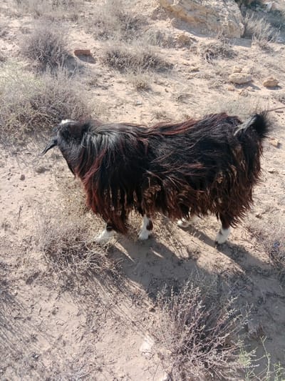 A shaggy, dark-haired goat with white legs stands on dry, sandy ground dotted with sparse, dry brush and rocks. The goat is facing left, with its head turned slightly downwards. A large, rocky formation is visible in the upper right background. The scene appears to be an outdoor, arid environment. The presence of a goat suggests a rural or semi-rural setting. The location provided, Karaulbazar, Uzbekistan, is consistent with an arid climate and agricultural or pastoral activity.