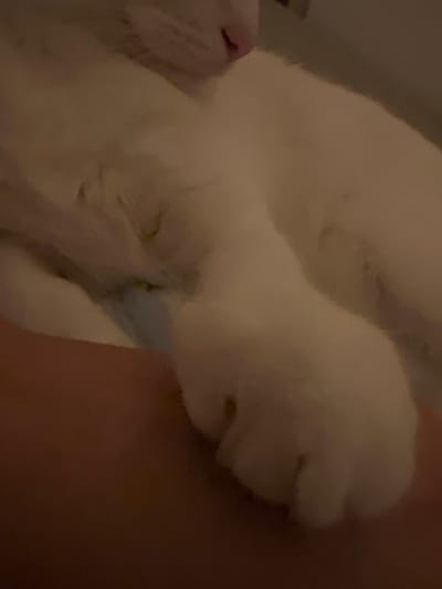 The image shows a close-up view of a white cat's paw resting on a person's arm. The cat's fur is soft and fluffy, and its paw pads are visible. The person's arm is tanned, and the skin texture is discernible. The background is dark and out of focus, suggesting low lighting conditions. The image does not provide any information about the location in Oranienburg, Germany.