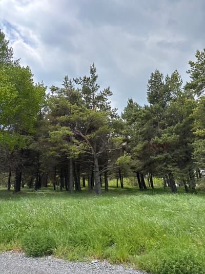 The image depicts a natural scene of a forest with tall evergreen trees and a foreground of lush green grass. The sky above is overcast with clouds. In the distance, the dense foliage of the forest creates a shadowed, mysterious atmosphere. The grass in the foreground is tall and appears to be slightly wind-swept, with a few small white flowers scattered throughout. A gravelly path is visible along the bottom edge of the image. The location is the city of Tsamakaberd, Armenia.