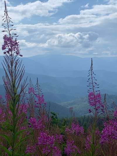 The image displays a mountain landscape near Vorokhta, Ukraine, under a sky with scattered cumulus clouds. The foreground is dominated by a dense field of tall, slender plants bearing vibrant purple flowers, consistent with Fireweed (Chamerion angustifolium). Individual flower spikes are prominently featured, with two particularly tall stalks framing the scene on the left and right. Beyond these flowers, the midground and background reveal successive layers of mountains, rendered in progressively lighter shades of blue and grey, demonstrating atmospheric haze. The closest visible mountain slopes are covered in green vegetation, indicating forested areas. The sky above is light blue with scattered white and light grey clouds. No human subjects, animals, or man-made structures are present within the captured scene.