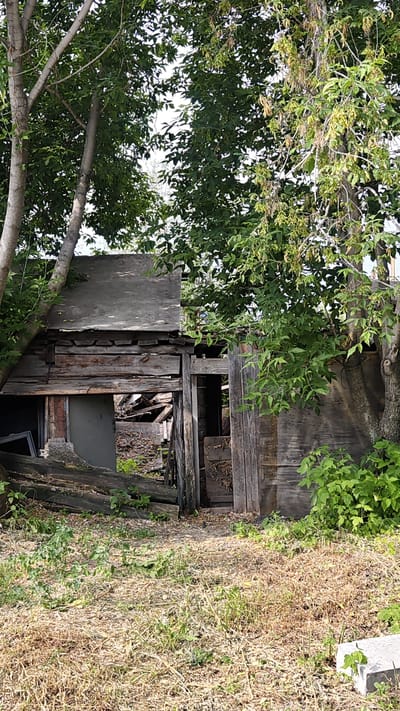In Krupskoy, Russia, an abandoned wooden structure, possibly a shed or small outbuilding, sits amidst overgrown vegetation. The building is in a state of disrepair, with a partially collapsed roof and weathered wooden planks forming its walls. One section of the wall has a large opening, revealing debris and the interior of the structure. Several trees with dense green foliage surround the building, with some branches extending over its roof. The ground in front of the structure is covered with dry, matted grass and scattered green shoots, indicating neglect and the passage of time. A concrete block is visible in the lower right corner of the image. No people are present in the scene.