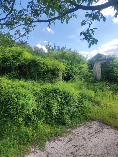 A scene of overgrowth and abandonment is depicted in the city of Egnatia Municipal Unit, Greece. Thick green vegetation, primarily bushes and vines, dominates the landscape, obscuring most of the structures. In the mid-ground, a small, derelict stone building with a tiled roof is partially visible, heavily draped in ivy. Another similar structure appears to be to the left, also engulfed by foliage. A rough, sandy or gravel path is in the foreground, leading towards the overgrown area. The sky above is blue with scattered white clouds, and branches of a tree with green leaves hang into the frame from the top. The overall impression is one of nature reclaiming abandoned man-made elements.