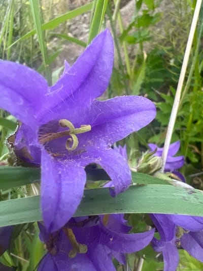 The image shows a close-up of purple bell-shaped flowers, likely in a natural setting. The flowers have prominent stamens and pistils, with a light dusting of pollen visible. The petals are delicate and appear slightly fuzzy. Several stems and green leaves are also visible, some with dark speckles. The background is blurred, suggesting a shallow depth of field, and consists of more greenery and some light-colored ground or stones. A thin, white horizontal line, possibly a twig or a blade of grass, runs across the upper portion of the frame. The lighting suggests it is daytime, and the overall mood is serene and natural. There is no visible text in the image.