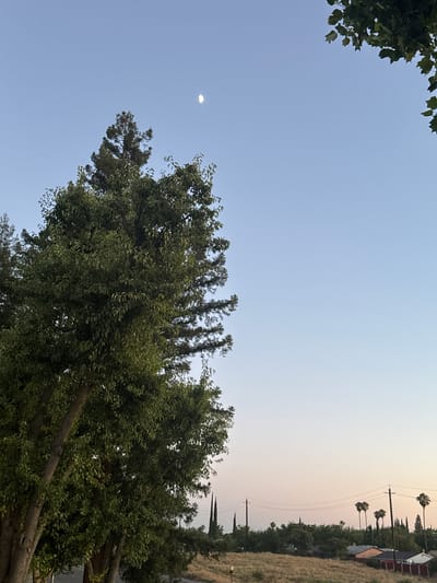 A crescent moon is visible in a clear, pale blue sky over a suburban landscape in North Highlands, California. In the foreground, the lush green foliage of large trees dominates the left side of the frame, their branches extending upwards. To the right, the sky transitions to lighter shades towards the horizon, where a silhouette of trees and palm trees can be seen. Scattered among the trees are houses with red-tiled roofs and other buildings. Power lines and utility poles are also present, stretching across the scene. The ground is covered with dry, golden-brown grass, suggesting a warm, possibly dry climate. The lighting indicates it is either early morning or late evening.
