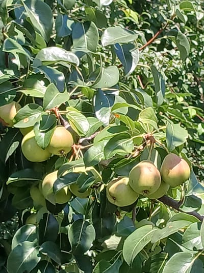 A close-up, eye-level, outdoor shot captures a cluster of ripe pears hanging from a branch on a tree in Stryzhavka, Ukraine. The pears are predominantly green with some showing hints of blush pink or yellow, indicating ripeness. They are clustered together, some touching, on a woody brown branch amidst lush green leaves. The leaves are varied in shape and size, with some showing signs of natural imperfections like small holes. Sunlight filters through the foliage, creating dappled light and shadows across the scene, enhancing the texture and form of the pears and leaves. The background is a blur of more green foliage and branches, suggesting a dense canopy. The image is sharp and clear, focusing on the details of the fruit and the immediate surrounding plant life.