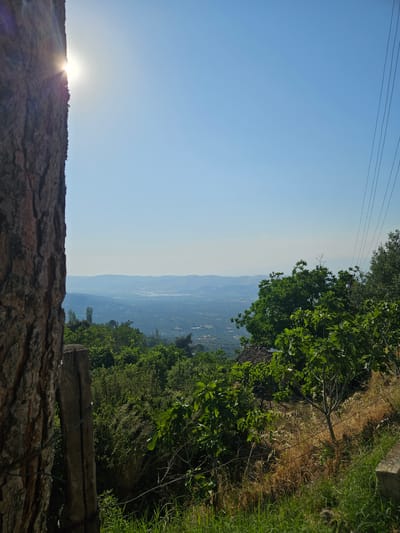 The image depicts a panoramic landscape view overlooking a valley from an elevated vantage point, identified as being in the vicinity of Tire, Turkey. In the far left foreground, a large tree trunk with deeply textured, dark bark extends vertically from the top to the bottom edge of the frame, partially obscuring the sun. The sun's intense brightness, positioned behind the tree in the upper left, generates a strong lens flare with visible light rays. Adjacent to the tree trunk, a weathered wooden fence post is visible, with multiple thin wires stretching horizontally, forming a fence that extends into the lower right foreground. The immediate foreground on the right consists of a sloped terrain covered in a mix of vibrant green grass and patches of dry, straw-colored vegetation. Several green-leafed trees and bushes, including one with distinctive fig-like foliage, are scattered across this slope.
In the mid-ground, a dense canopy of lush green trees and foliage blankets the descending terrain. Nestled within this greenery, towards the center-right, a small structure with a reddish-brown tiled roof is partially visible. Beyond the immediate vegetation, the landscape transitions into a broad valley characterized by a soft blue atmospheric haze, indicating significant distance. Distant hills or mountains form the hazy horizon line, and within the valley, faint outlines suggest the presence of a body of water or extensive agricultural fields. The sky above is a clear, bright blue, gradually lightening towards the horizon. In the upper right corner of the frame, several thin, dark utility wires run diagonally downwards. No human figures or animals are present in the scene.