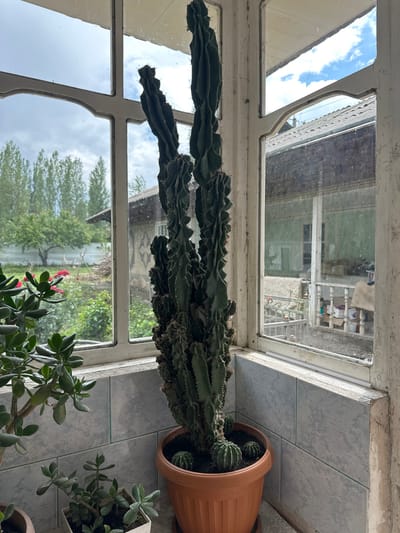 The image depicts a view from a window in Nookat, Kyrgyzstan. A tall, multi-stemmed cactus in a terracotta pot stands prominently in the foreground, positioned on a tiled windowsill. To the left, several jade plants are visible, one in a white square pot and another in a brown pot. Beyond the cactus, a windowpane reveals an outdoor scene. A garden with green foliage and red flowers is visible, along with trees and a fence. Further in the background, there are buildings with tiled roofs. The sky is partly cloudy with patches of blue. The window frame is old and painted white, showing signs of wear and tear. The tiled wall behind the plants appears to be a light blue marble pattern. The overall impression is that of a residential setting, possibly a home or a small business.