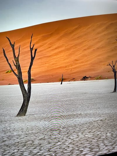 This is a photograph of Deadvlei, a white clay pan located in the Namib-Naukluft National Park in Namibia. The image features several ancient, petrified acacia trees scattered across the dry, cracked white clay. In the background, a large, orange sand dune dominates the scene, with a pale blue sky above. The image is a landscape photograph with no people or animals visible.