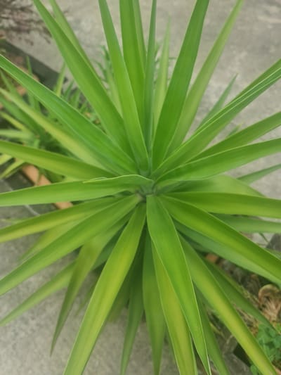 The image is a close-up, top-down view of a green plant with long, sword-like leaves radiating outwards from a central point. The leaves are a vibrant green, with some appearing slightly yellow or lighter green towards their tips. The plant is positioned on a textured, light grey surface, likely concrete or paving stones, which appears to be outdoors. In the background, out of focus, are hints of other vegetation and what might be a terracotta pot. There are no people or animals visible in the image. The scene is static and natural, with no discernible actions or interactions. The location is identified as Sürmene, Turkey.