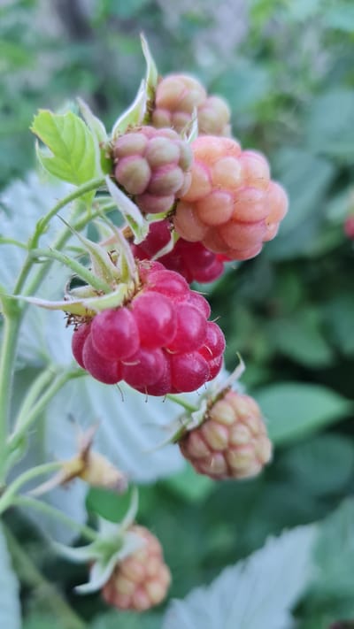 This media file is a close-up, eye-level shot of a cluster of raspberries on a branch, with a shallow depth of field. The subjects are several raspberries in various stages of ripeness, ranging from a pale pinkish-orange to a deep red. Some of the raspberries are fully formed drupelets, while others appear smaller and less developed. The raspberries are covered in a fine fuzz, characteristic of the fruit. Green leaves and stems of the raspberry plant are visible, some appearing slightly silvered or dusted. In the background, out-of-focus greenery suggests a natural setting, likely a garden or wild patch.

The lighting appears soft and diffused, hinting at either an overcast day or the soft light of early morning or late afternoon. There are no people visible, nor any specific activities or events taking place, beyond the natural growth of the fruit. The location context provided is Salhany, Ukraine, which suggests an outdoor, natural environment. There is no visible text in the image. The overall impression is one of natural beauty and the subtle process of ripening fruit.