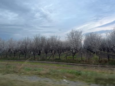 The image displays an extensive agricultural landscape identified as an orchard in the vicinity of Topolchane, Bulgaria. The foreground features a strip of unpaved ground with sparse green vegetation and exposed dark soil, exhibiting minimal motion blur. Beyond this, a rudimentary fence line is visible, consisting of vertical wooden posts, some connected by a thin wire. The midground and background are occupied by numerous deciduous trees, appearing to be in full white blossom, arranged in organized, receding rows over dark, tilled earth. Small, light-colored tags or labels are affixed to branches of several trees within the orchard. The sky above is overcast, predominantly gray with lighter blue and subtle pinkish hues visible towards the right horizon. No individuals or animate subjects are present. The scene is static, representing an agricultural setting during the spring season.