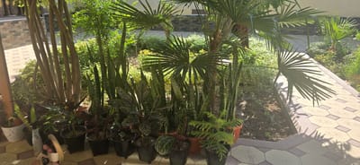 The image shows an outdoor courtyard area with numerous potted plants. In the foreground, several large potted snake plants and other foliage are arranged. A person's feet are visible in the lower left corner, wearing sandals. A tiled pathway with a geometric pattern extends into the midground and background. Beyond the pathway, more greenery and vegetation are visible, suggesting a garden or landscaped area. The overall impression is one of a well-maintained outdoor space, likely a residential or commercial property in a warm climate. The style of the tiling and the types of plants suggest a location in a region with a subtropical or Mediterranean climate, consistent with Uzbekistan.