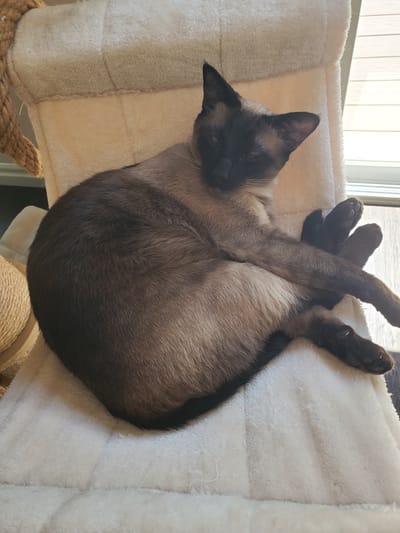 A Siamese cat is curled up and sleeping on a plush, white cat tree. The cat has a light brown body with darker brown points on its ears, face, and paws. Its eyes are closed, and its paws are splayed out. The cat tree is covered in soft, white fabric, and there is a hint of natural rope visible at the bottom of the frame. The scene is lit by natural light coming from a window, suggesting it is daytime. The cat appears relaxed and comfortable in its sleeping spot. There is no visible text in the image. The background suggests an indoor setting, possibly a living room or a room with a window.