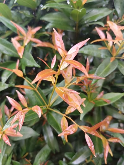 The image displays a close-up, vertical-orientation view of a plant featuring a dense arrangement of foliage. The foreground exhibits numerous developing leaves in shades of reddish-orange and peach, transitioning to a deeper green for the more mature leaves in the midground and background. Small, clear water droplets are visible on the surfaces of many leaves, particularly on the prominent reddish-orange ones, suggesting recent rainfall or dew. The leaves are ovate with slightly pointed tips. The background is softly blurred, showing a continuation of green foliage, indicating a shallow depth of field. No other subjects, individuals, or discernible man-made objects are present. This scene is located in Ouderkerk aan de Amstel, Netherlands.