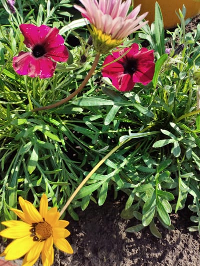 This is a close-up, high-angle shot of a garden bed featuring several blooming flowers and green foliage. In the foreground, a bright yellow gazania flower with dark brown markings in its center is positioned on the lower left. Behind and above it, two magenta petunias are visible, one slightly to the left and one to the right, with dark centers and delicate, slightly crinkled petals. A pale pink daisy-like flower with thin petals is in the upper portion of the frame, blurred and out of focus. The plants are growing in dark soil. The scene appears to be outdoors. The location is the city of Shopino, Russia.