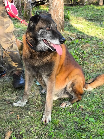 A medium-sized dog, a Belgian Malinois mix, sits on a grassy lawn, panting with its tongue out. The dog has a grey muzzle and a reddish-brown coat. It wears a black collar with an orange trim. A person, partially visible on the left, is holding a red retractable dog leash attached to the dog's collar. The person is wearing camouflage pants and black hiking boots. The background shows trees, a fence, and a cart with wheels. The scene appears to be an outdoor recreational area or backyard in the village of Novonikolskoye, Russia, possibly during daytime with sunlight casting shadows.