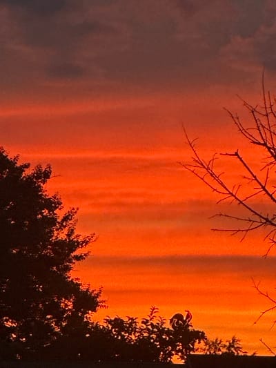 This image depicts a sunset in Izobilnyy, Russia. Silhouetted against a vibrant orange and red sky are the branches of a bare tree on the right and the dense foliage of a tree on the left. The sky itself shows distinct horizontal banding of color. In the lower center of the image, silhouetted against the sunset, is a bird perched atop a small branch or cluster of leaves.