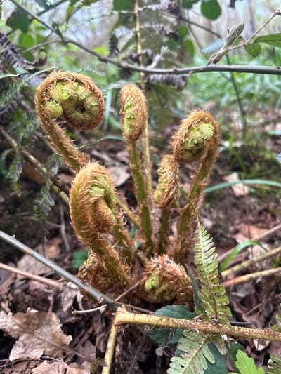 A close-up, outdoor shot reveals several fern fiddleheads, likely growing in a natural environment within the Vale of White Horse, United Kingdom. The fiddleheads are tightly curled, covered in brown, fuzzy scales, and show glimpses of vibrant green foliage within. The background is a mix of fallen leaves, thin branches, and other foliage, suggesting a woodland or forest floor setting. A few developed fern fronds are also visible, with their characteristic segmented leaves.