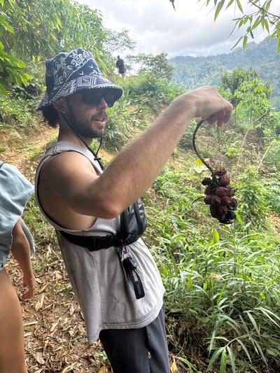 A person wearing a bucket hat and sunglasses is holding a cluster of dark red spiky fruit on a vine. The person is standing outdoors in a green, overgrown area. In the background, there is a misty mountain range. The image was taken in Suối Giàng, Vietnam.