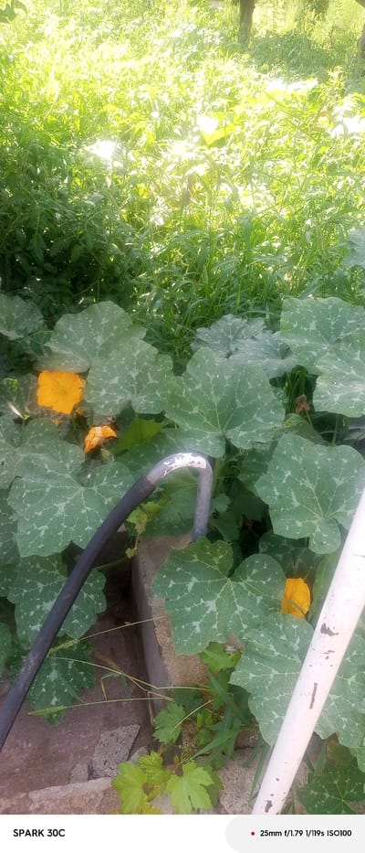 In Dehibaland, Tajikistan, an outdoor scene features lush green foliage with large pumpkin leaves dominating the foreground. Two bright yellow pumpkin flowers are visible, one prominently on the left and another partially obscured on the right. A black, ribbed hose curves from the left side of the frame towards the center, near a bent metal pipe with white paint chipped off. White and gray concrete or stone elements are present at the base of the plants. The background is filled with dense green vegetation and grass, dappled with bright sunlight filtering through the leaves, creating a natural and slightly overgrown garden environment. The bottom right corner displays camera information: "25mm f/1.79 1/119s ISO100". The bottom left corner has the text "SPARK 30C".