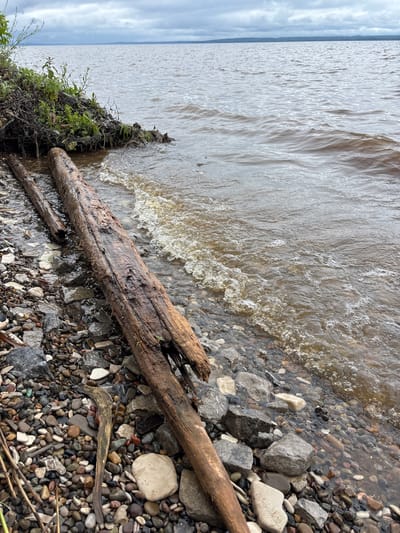 The image captures a natural shoreline scene on an overcast day in Kryukovo, Russia. The foreground features a rocky and pebbly beach extending from the lower left to the lower right, composed of varied sizes and colors of wet, smoothed stones and larger gray rocks. Two prominent, dark brown, weathered logs, appearing as driftwood, lie diagonally along the water's edge, partially submerged. The larger log, closer to the viewer, shows signs of degradation and exposed wood grain.

To the upper left, the shoreline rises into an eroded bank densely covered with various green foliage, including ferns and small plants, growing from dark soil and tangled roots. The body of water, occupying the majority of the image, is a murky, brownish-gray hue with small waves breaking against the shore. These waves generate white foam and bubbles along the water's edge, particularly around the logs and submerged rocks.

A faint, dark landmass is visible on the distant horizon across the water. The sky above is uniformly covered with a thick layer of gray clouds, indicating an overcast condition. No individuals or man-made structures are present within the visible frame.