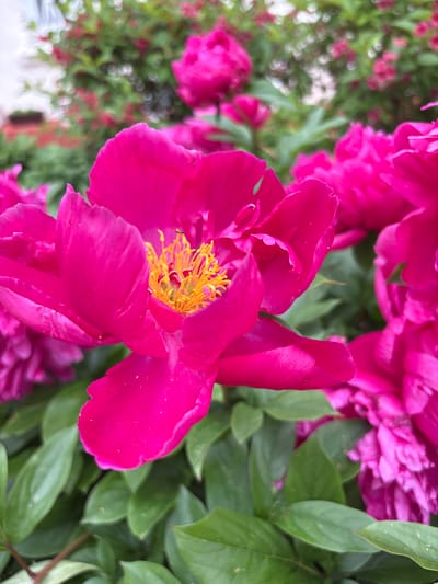 A close-up, shallow depth-of-field photograph features a vibrant pink peony flower in the foreground, dominating the center and right of the frame. The peony's petals are a rich, saturated pink, with some showing slight fraying at the edges. Its center is filled with bright yellow stamens, some tipped with red anthers. A small black insect, possibly an ant, is visible on one of the yellow stamens. Behind the main peony, other pink peonies and green foliage are visible, some in sharp focus and others blurred. In the background, a green bush with smaller pink flowers and some out-of-focus white elements, suggesting a building or sky, can be seen. The scene is set outdoors, likely in a garden. There are no people or animals other than the small insect. The location is identified as Ветрынскі сельскі Савет, Belarus, implying this is a natural or cultivated setting within that administrative region.