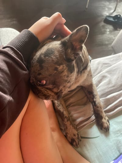 A person's arm, wearing a dark brown sweatshirt with ribbed cuffs, is petting a brindled French Bulldog. The dog is lying on a white sheet, its head resting against the person's arm and shoulder. The dog's fur is a mix of brown, black, and tan patches. Its eye is visible, with a pinkish hue. The person's leg, covered by a light-colored fabric, is visible in the lower left of the frame. The background is blurred, showing a patterned floor and a dark shoe in the distance. This scene is likely taking place indoors, possibly on a bed or sofa. The location in the city of Красное, Russia, is not determinable from the image.