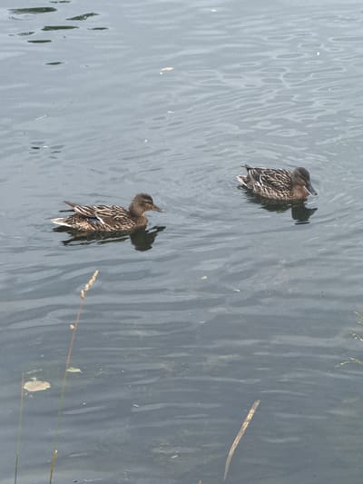 Two mallard ducks are swimming on a body of water. The ducks are facing away from the camera, and they appear to be moving in the same direction. The water is a dark gray color, and there are ripples on the surface. There are some pieces of straw floating on the water, and some small green plants can be seen on the edge of the water in the bottom left corner. The scene appears to be outdoors during the daytime. The lighting suggests it is a sunny day, but the presence of shade from the ducks suggests there may be some overcast conditions or the sun is not directly overhead. The image does not contain any people, text, or obvious signs of a specific event. The setting is a natural environment with a body of water.